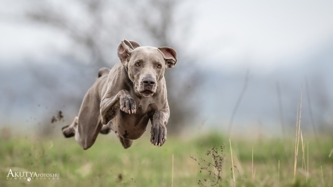 Weimari vizsla ugrás vadászat közben