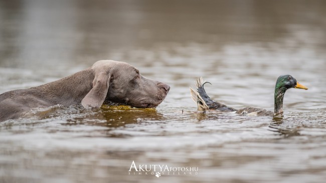 Weimari vizsla úszik vadkacsa után