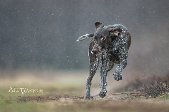 Német vizsla fut az esőben szabadtéri kutyafotózás közben