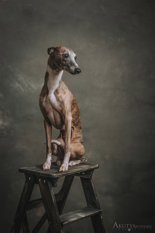 Whippet egy létrán - műtermi fotózás