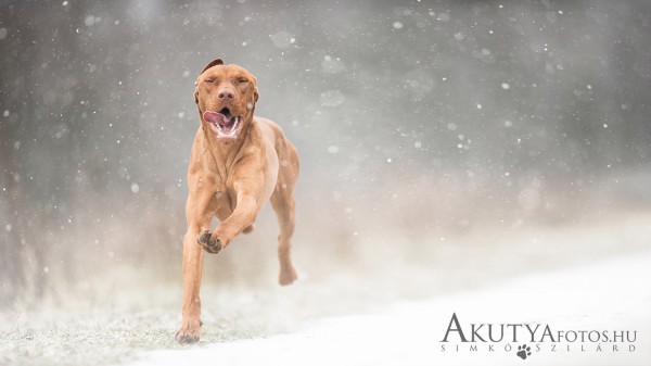 Vizsla fut a hóban csukott szemmel – szabadtéri kutyafotózás télen