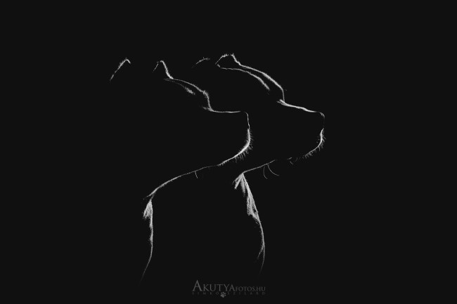 Két bull típusú kutyaportré