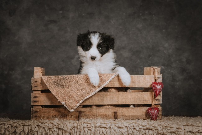 Kölyök border fotózása stúdióban