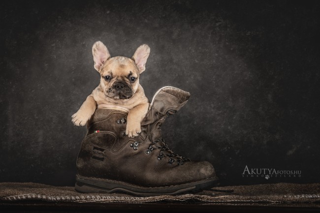 Kölyök francia bulldog bakancsban 