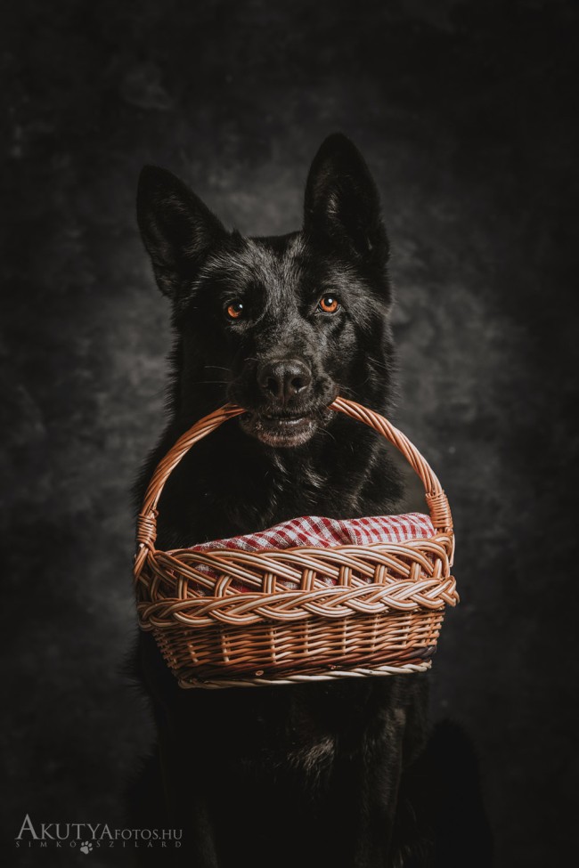 Német juhászkutya kosárral a szájában