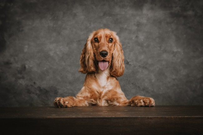 Spániel fotózása műteremben