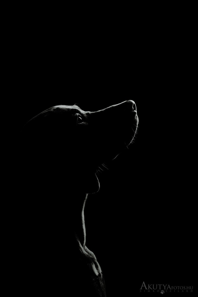 Fekete-fehér vizslaportré