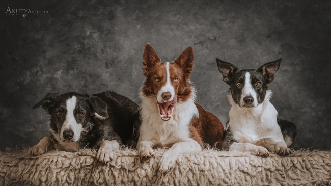 3 border collie fotózása műteremben