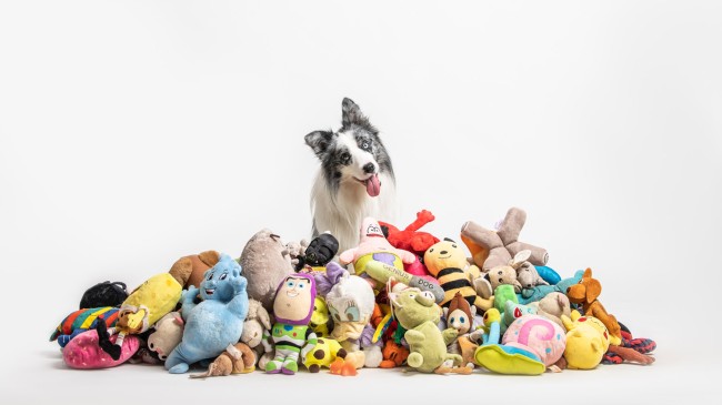 Border collie sok játék között 