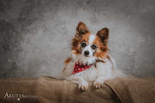 Fineart kutyafotózás