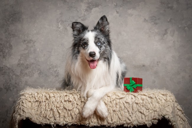 Stúdiófotózás egy border collie-val