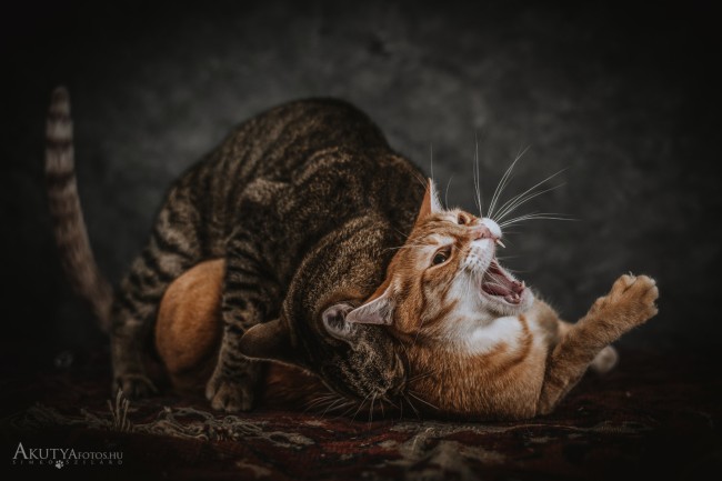 Macskák harca fotós stúdióban