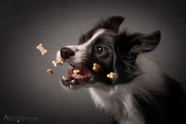 Jutalomfalat elkapás fotó