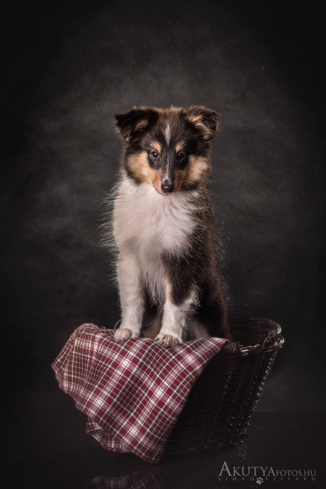 Kölyökkutya kis kosárban 