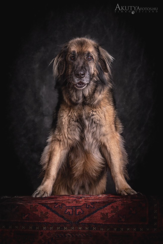 Fine art porté egy kutyáról