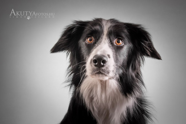 Border Collie pillantás