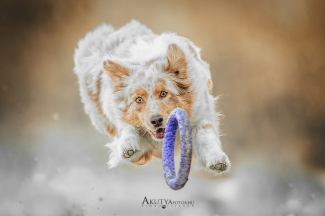 Border collie pullerezik szabadtéri kutyafotózáson