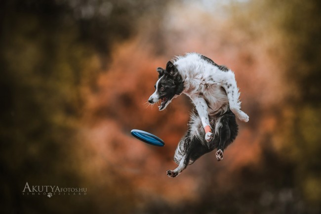 Border collie frizbit kap el szabadtéri kutyafotózáson