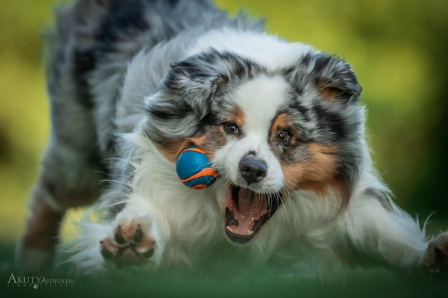 Labdát elkapó border collie mozgás közben