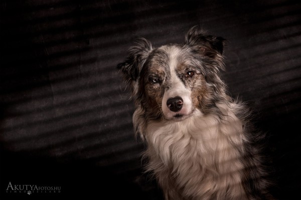 Border collie reluxán keresztűl jövő fényekben