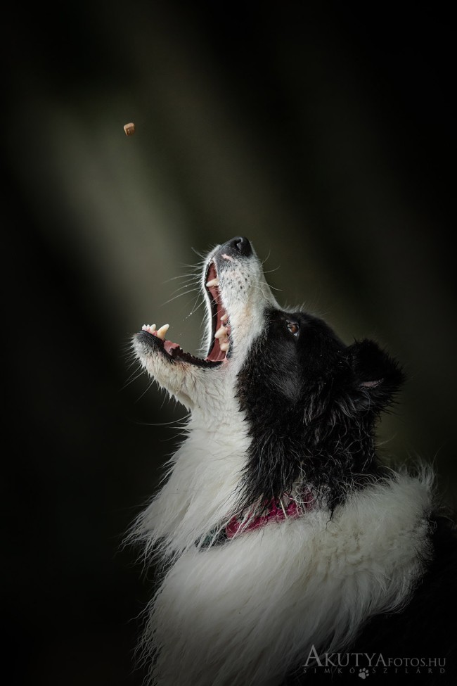 Jutalomfalatot elkapó border collie szabadtéren