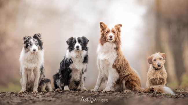 Border collie csoportkép szabadtéri kutyafotózáson