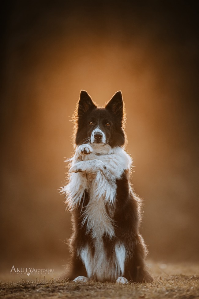 Két lábon álló border collie portréja naplementében
