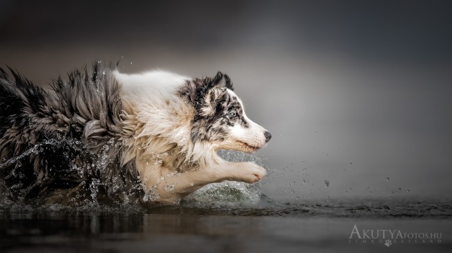 Közeli kép vízben futó border collie-ról