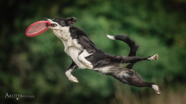 Frizbit elkapó border collie mozgás közben