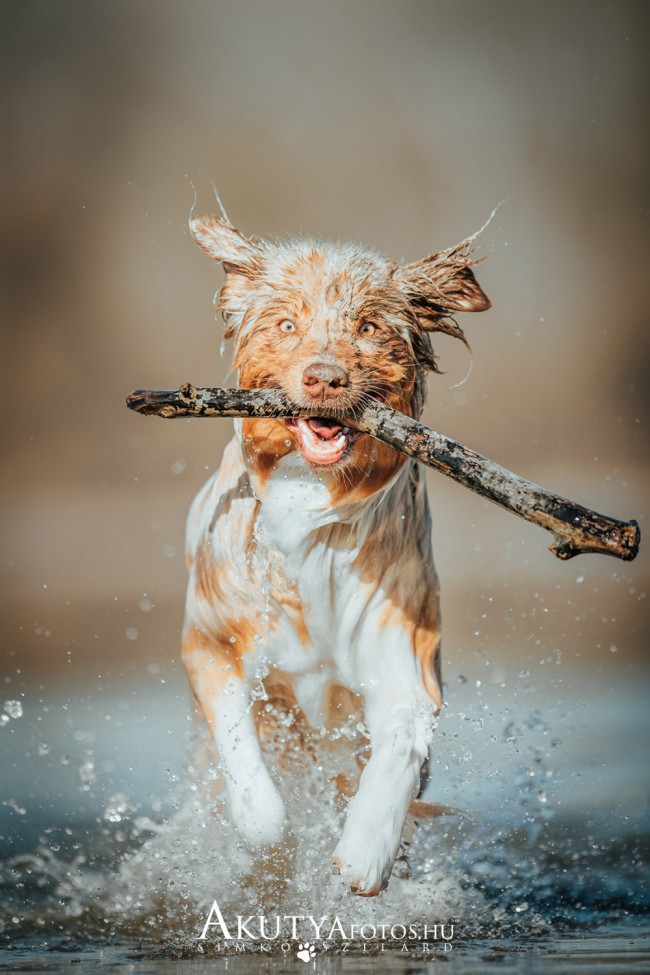Border collie fut a vízben bottal a szájában