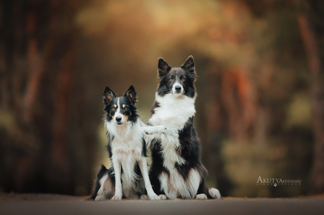 Két border collie szeretettel egymás mellett erdei környezetben