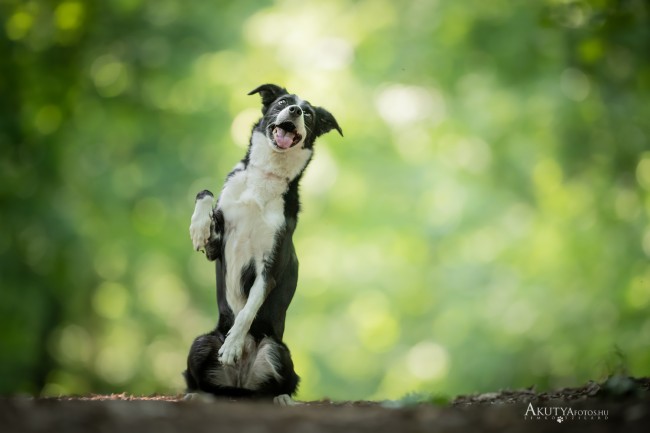 Border collie portré az erdőben