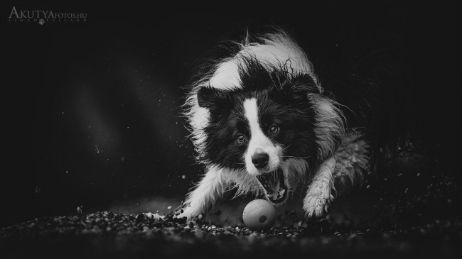 Labdát elkapó border collie mozgás közben