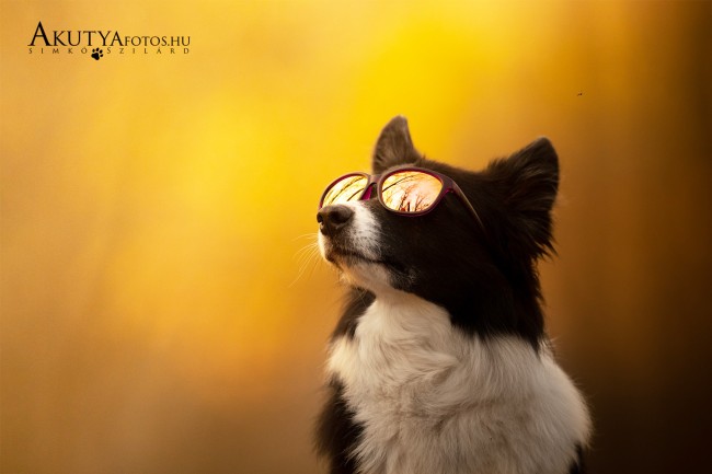 Border collie napszemüvegben – közeli portré kutyafotózáson