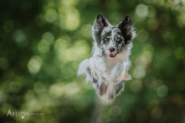 Border collie ugrik az erdőben
