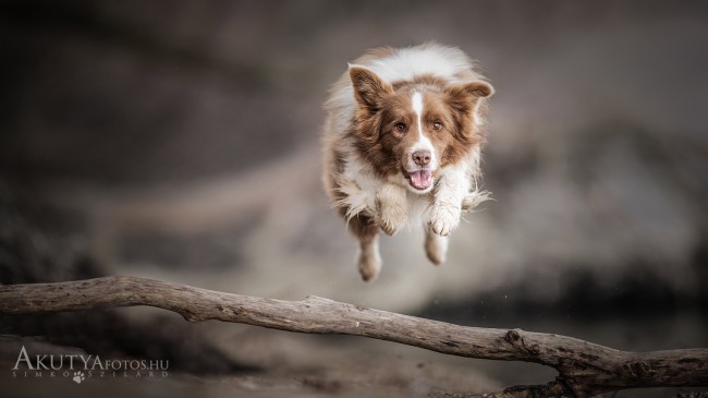 Border collie átugrik egy fát szabadtéri környezetben