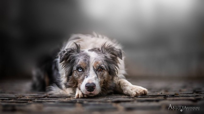 Border collie fekszik a macskakövön