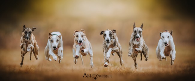 Whippet csoport futás közben, 1 éves alomfotózás