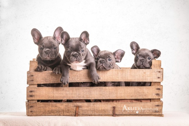 Francia bulldog kiskutyák közös fotója ládában