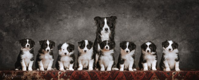 Border collie kölykök és anyakutya stúdióban alomfotón