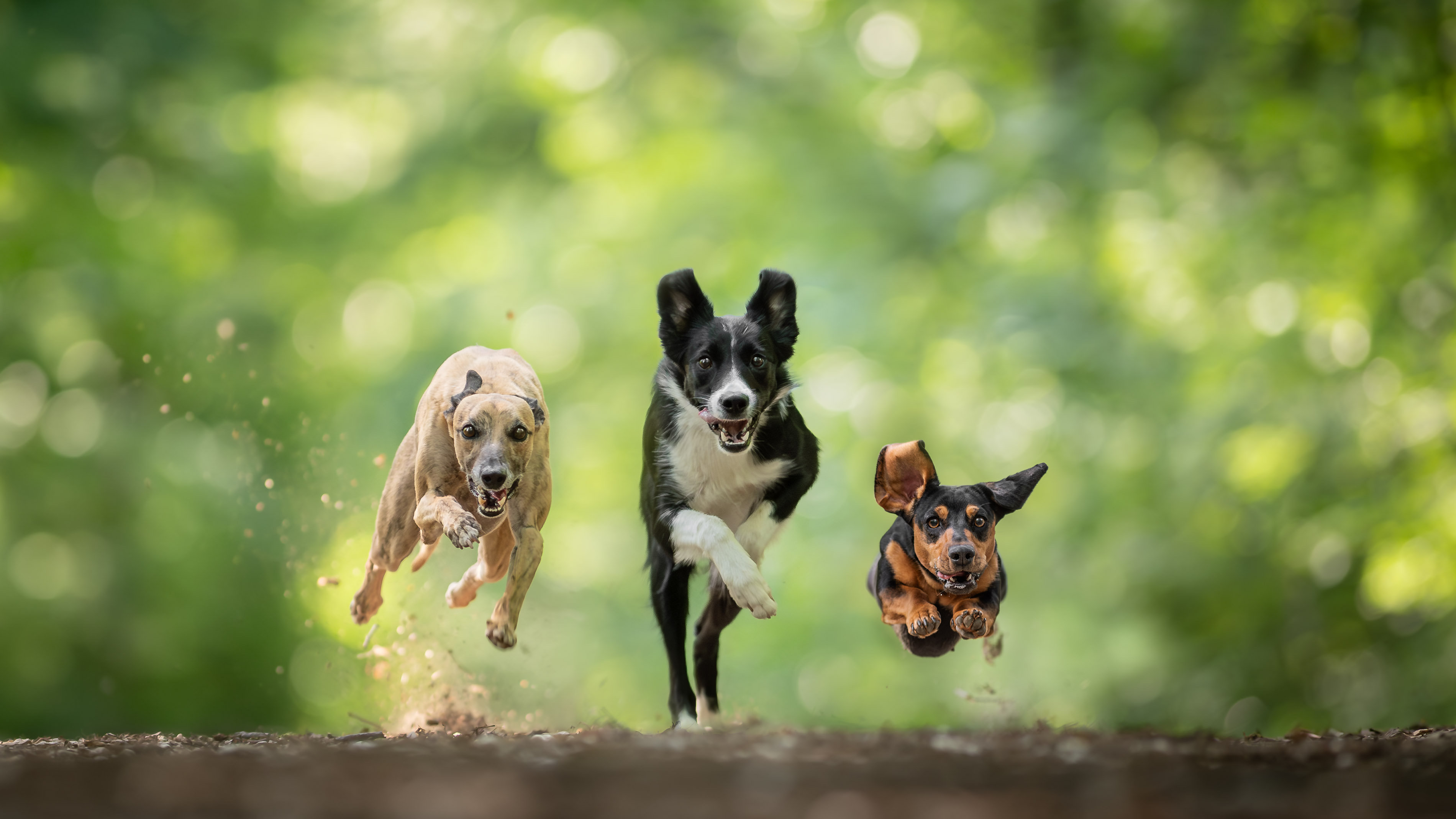 Professzionális kutyafotózás