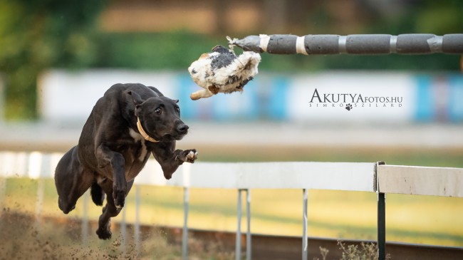 Isaszegi agaras edzés - cél utáni pillanat