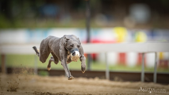 Agaras edzés Isaszegen