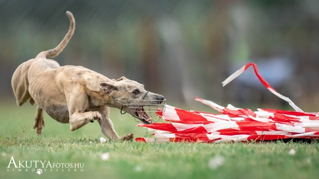 Coursing agaras verseny