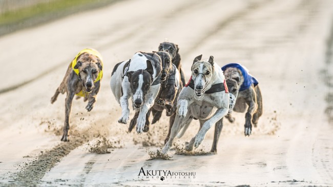 Kincsem park agárverseny fotózása