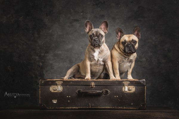 Francia bulldogok műtermi fotózása