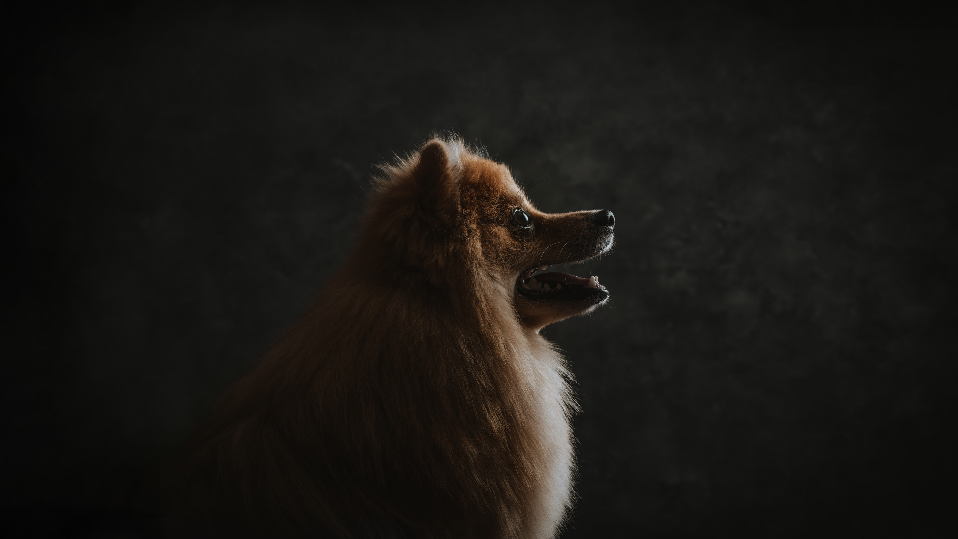 Műtermi fineart fotózás