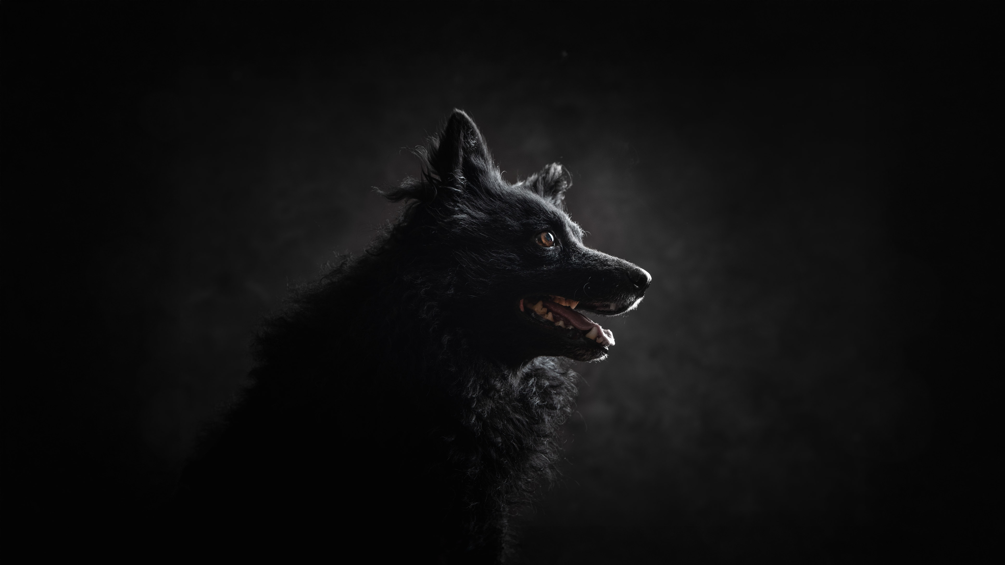 Műtermi Mudi fotózás