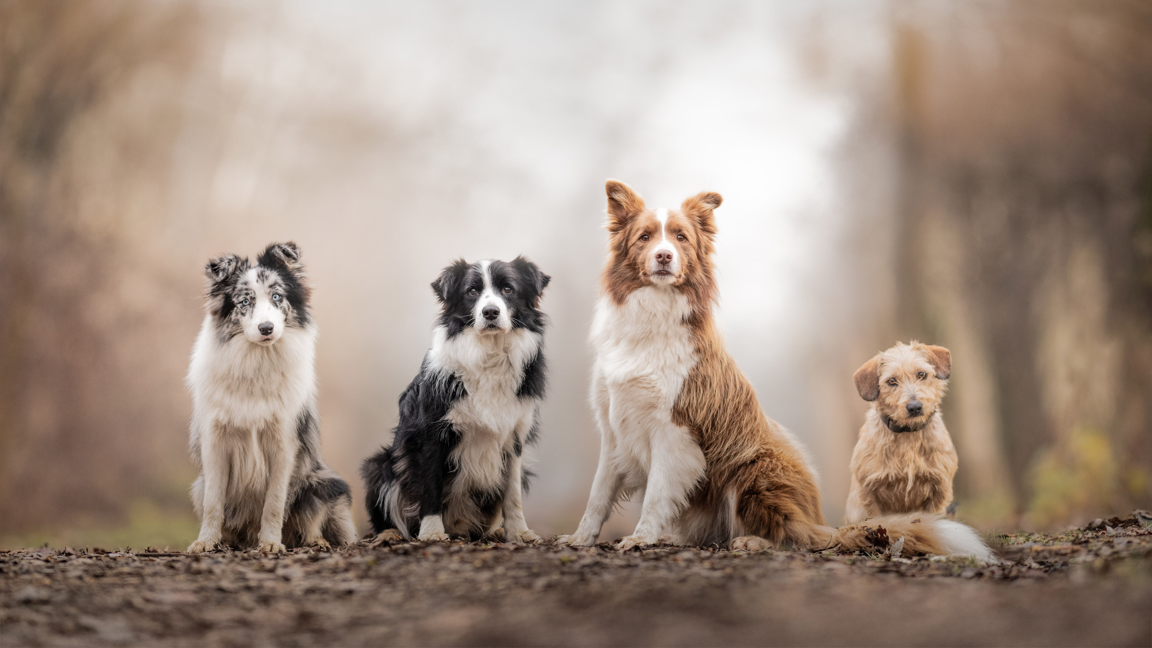 Border collie csoportkép kutyafotózáson
