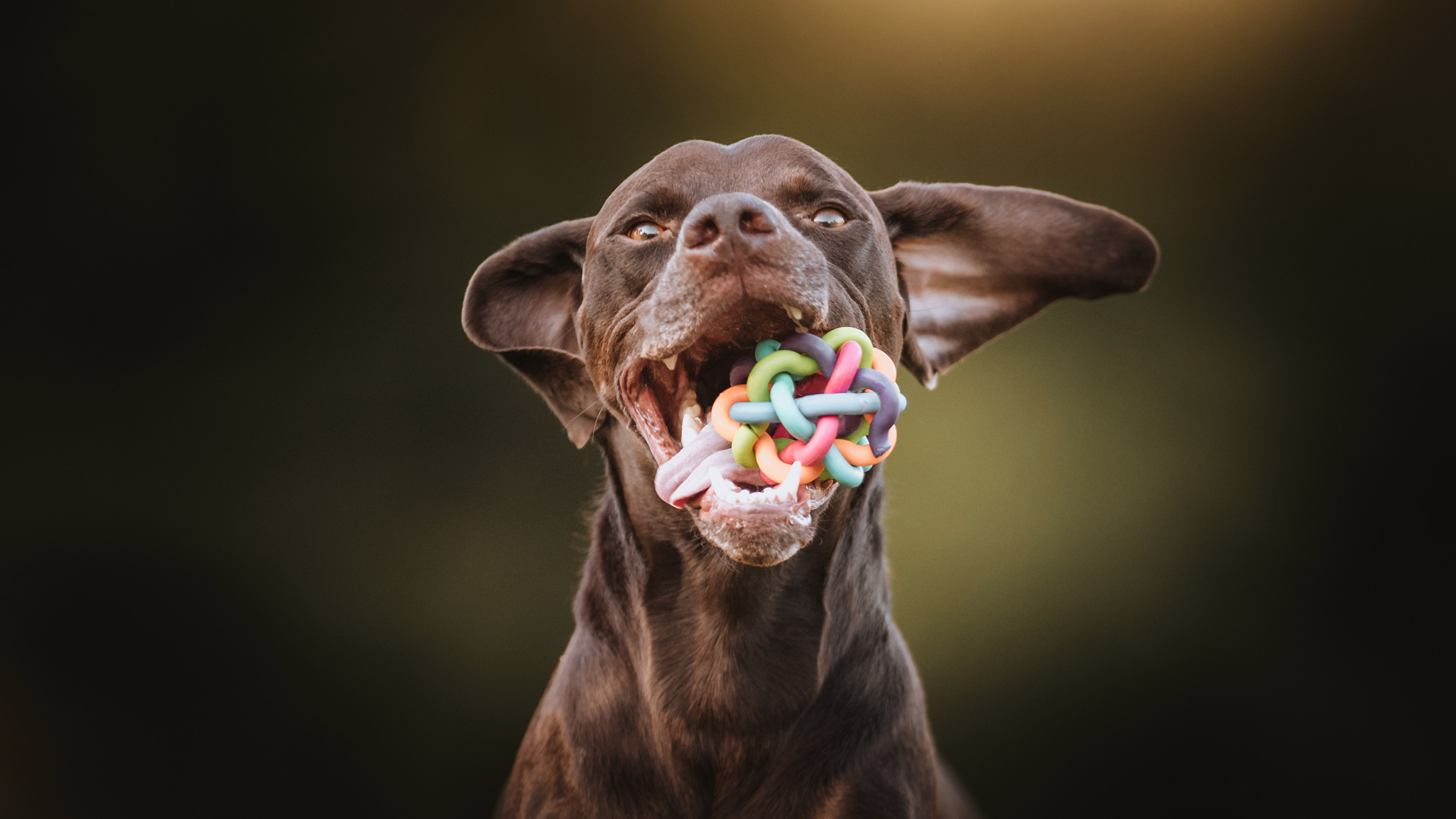 Vizsla és a játéka